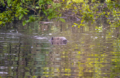 <i class='fa fa-user'></i>&nbsp;ErnovanDoorn&nbsp;|  Bever&nbsp; <i class='fa fa-eye'>&nbsp;74</i> &nbsp;<i class='fa fa-thumbs-up'>&nbsp;1</i> &nbsp; <i class='fa fa-comment-o'>&nbsp;0</i>