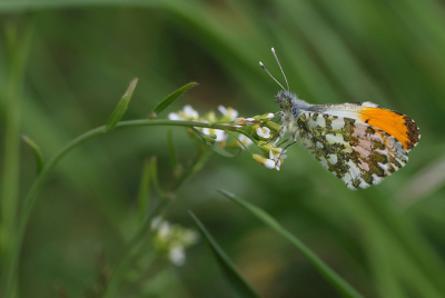 <i class='fa fa-user'></i>&nbsp;Ad Sprang&nbsp;|  Oranjetipje&nbsp; <i class='fa fa-eye'>&nbsp;59</i> &nbsp;<i class='fa fa-thumbs-up'>&nbsp;5</i> &nbsp; <i class='fa fa-comment-o'>&nbsp;2</i>