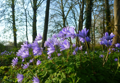 <i class='fa fa-user'></i>&nbsp;hesterb&nbsp;|  Blauwe Anemoon&nbsp; <i class='fa fa-eye'>&nbsp;79</i> &nbsp; <i class='fa fa-comment-o'>&nbsp;5</i>