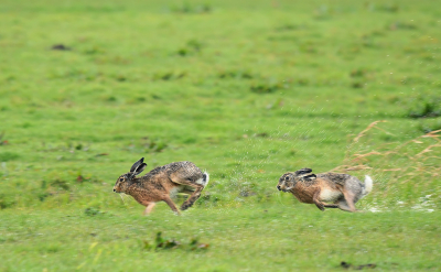 <i class='fa fa-user'></i>&nbsp;Eric Gibcus&nbsp;|  Haas&nbsp; <i class='fa fa-eye'>&nbsp;84</i> &nbsp;<i class='fa fa-thumbs-up'>&nbsp;1</i> &nbsp; <i class='fa fa-comment-o'>&nbsp;6</i>