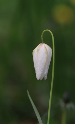 <i class='fa fa-user'></i>&nbsp;Tineke Strijbosch&nbsp;|  Wilde Kievitsbloem&nbsp; <i class='fa fa-eye'>&nbsp;54</i> &nbsp;<i class='fa fa-thumbs-up'>&nbsp;1</i> &nbsp; <i class='fa fa-comment-o'>&nbsp;2</i>