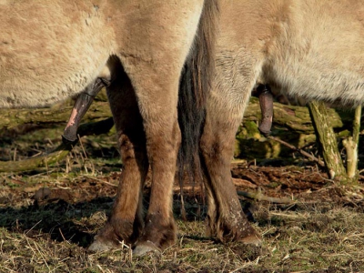 <i class='fa fa-user'></i>&nbsp;Martijn de Jonge&nbsp;| Konik&nbsp; <i class='fa fa-eye'>&nbsp;401</i> &nbsp; <i class='fa fa-comment-o'>&nbsp;2</i>