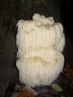 Iemand had mij getipt en ik wist niet wat ik zag. Groeit aan beuk. Sporen liggen op de grond.