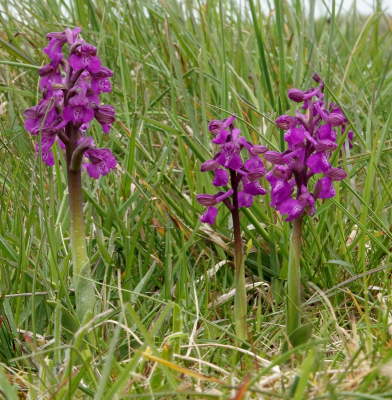 <i class='fa fa-user'></i>&nbsp;ko katsman&nbsp;|  Harlekijn&nbsp; <i class='fa fa-eye'>&nbsp;95</i> &nbsp; <i class='fa fa-comment-o'>&nbsp;3</i>