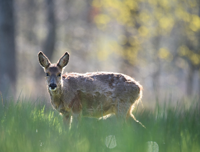 <i class='fa fa-user'></i>&nbsp;robert-jan&nbsp;|  Ree&nbsp; <i class='fa fa-eye'>&nbsp;64</i> &nbsp; <i class='fa fa-comment-o'>&nbsp;0</i>