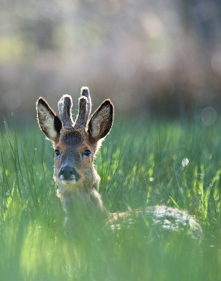 <i class='fa fa-user'></i>&nbsp;robert-jan&nbsp;|  Ree&nbsp; <i class='fa fa-eye'>&nbsp;79</i> &nbsp;<i class='fa fa-thumbs-up'>&nbsp;2</i> &nbsp; <i class='fa fa-comment-o'>&nbsp;2</i>