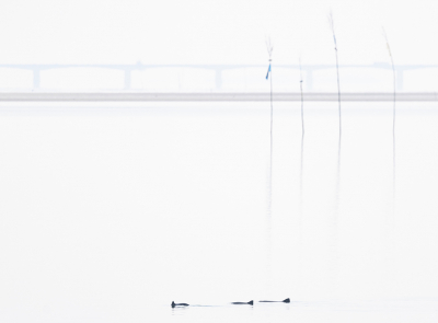 <i class='fa fa-user'></i>&nbsp;celly cell&nbsp;|  Bruinvis&nbsp; <i class='fa fa-eye'>&nbsp;119</i> &nbsp;<i class='fa fa-thumbs-up'>&nbsp;3</i> &nbsp; <i class='fa fa-comment-o'>&nbsp;4</i>