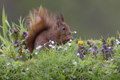 <i class='fa fa-user'></i>&nbsp;Luc Meert&nbsp;|  Eekhoorn&nbsp; <i class='fa fa-eye'>&nbsp;76</i> &nbsp;<i class='fa fa-thumbs-up'>&nbsp;2</i> &nbsp; <i class='fa fa-comment-o'>&nbsp;2</i>