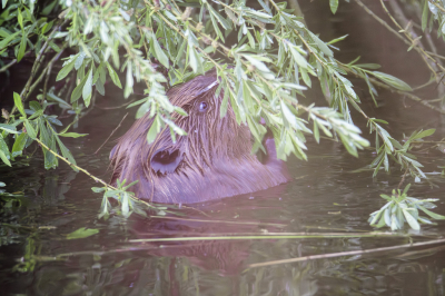 <i class='fa fa-user'></i>&nbsp;ErnovanDoorn&nbsp;|  Bever&nbsp; <i class='fa fa-eye'>&nbsp;90</i> &nbsp; <i class='fa fa-comment-o'>&nbsp;2</i>