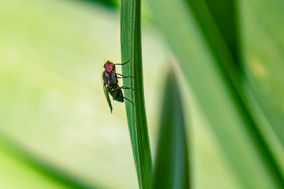 <i class='fa fa-user'></i>&nbsp;Louis56&nbsp;|  Geomyza tripunctata&nbsp; <i class='fa fa-eye'>&nbsp;45</i> &nbsp; <i class='fa fa-comment-o'>&nbsp;1</i>