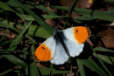 <i class='fa fa-user'></i>&nbsp;Johan van Gurp&nbsp;|  Oranjetipje&nbsp; <i class='fa fa-eye'>&nbsp;60</i> &nbsp; <i class='fa fa-comment-o'>&nbsp;2</i>