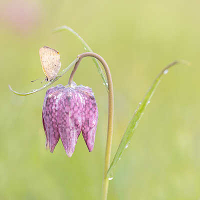 <i class='fa fa-user'></i>&nbsp;Tom&nbsp;|  Kleine Vuurvlinder&nbsp; <i class='fa fa-eye'>&nbsp;87</i> &nbsp;<i class='fa fa-thumbs-up'>&nbsp;4</i> &nbsp; <i class='fa fa-comment-o'>&nbsp;2</i>