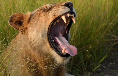 <i class='fa fa-user'></i>&nbsp;Eric Gibcus&nbsp;|  Leeuw&nbsp; <i class='fa fa-eye'>&nbsp;79</i> &nbsp; <i class='fa fa-comment-o'>&nbsp;1</i>