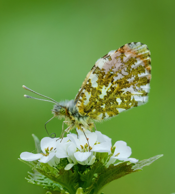 <i class='fa fa-user'></i>&nbsp;John_Jak&nbsp;|  Oranjetipje&nbsp; <i class='fa fa-eye'>&nbsp;54</i> &nbsp;<i class='fa fa-thumbs-up'>&nbsp;1</i> &nbsp; <i class='fa fa-comment-o'>&nbsp;4</i>