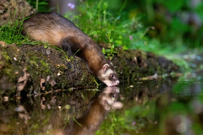 Met een paar maten was ik in een hut toen deze ineens even kwam drinken. Voor het eerst met nachtfotografie bezig dus nog wel wat gehannes met de instellingen. Uiteindelijk toch wel met een tevreden gevoel in de ochtend teruggekeerd met deze als een van de leukeren, vond ik.