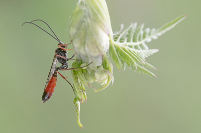 <i class='fa fa-user'></i>&nbsp;Johan van Gurp&nbsp;|  Gewone Sluipwesp sp.&nbsp; <i class='fa fa-eye'>&nbsp;65</i> &nbsp;<i class='fa fa-thumbs-up'>&nbsp;2</i> &nbsp; <i class='fa fa-comment-o'>&nbsp;3</i>