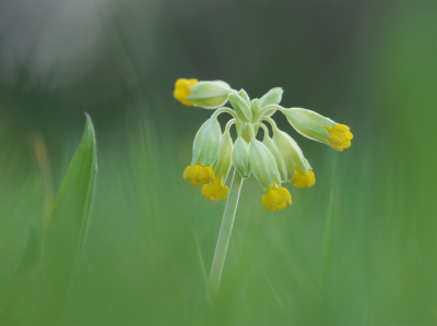 <i class='fa fa-user'></i>&nbsp;Jurgen Maassen&nbsp;|  Gulden Sleutelbloem&nbsp; <i class='fa fa-eye'>&nbsp;68</i> &nbsp;<i class='fa fa-thumbs-up'>&nbsp;7</i> &nbsp; <i class='fa fa-comment-o'>&nbsp;6</i>