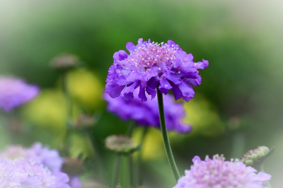 <i class='fa fa-user'></i>&nbsp;Bert Veerman&nbsp;|  Beemdkroon&nbsp; <i class='fa fa-eye'>&nbsp;52</i> &nbsp; <i class='fa fa-comment-o'>&nbsp;4</i>