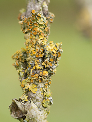 <i class='fa fa-user'></i>&nbsp;susan meijnders&nbsp;|  Groot Dooiermos&nbsp; <i class='fa fa-eye'>&nbsp;38</i> &nbsp; <i class='fa fa-comment-o'>&nbsp;3</i>