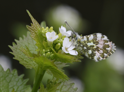 <i class='fa fa-user'></i>&nbsp;Ad Sprang&nbsp;|  Oranjetipje&nbsp; <i class='fa fa-eye'>&nbsp;55</i> &nbsp;<i class='fa fa-thumbs-up'>&nbsp;7</i> &nbsp; <i class='fa fa-comment-o'>&nbsp;6</i>