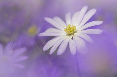 <i class='fa fa-user'></i>&nbsp;Nel R&nbsp;|  Witte Anemoon&nbsp; <i class='fa fa-eye'>&nbsp;96</i> &nbsp;<i class='fa fa-thumbs-up'>&nbsp;11</i> &nbsp; <i class='fa fa-comment-o'>&nbsp;13</i>