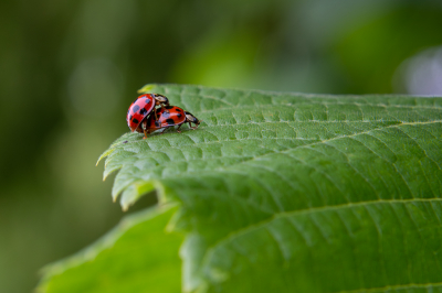 Gemaakt met een canon 650d en tamron 18-400mm lens.