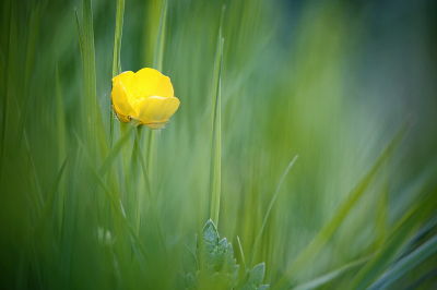 <i class='fa fa-user'></i>&nbsp;Pieter  LJ&nbsp;|  Kruipende Boterbloem&nbsp; <i class='fa fa-eye'>&nbsp;51</i> &nbsp;<i class='fa fa-thumbs-up'>&nbsp;1</i> &nbsp; <i class='fa fa-comment-o'>&nbsp;4</i>