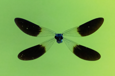 <i class='fa fa-user'></i>&nbsp;John_Jak&nbsp;|  Iberische Beekjuffer&nbsp; <i class='fa fa-eye'>&nbsp;111</i> &nbsp;<i class='fa fa-thumbs-up'>&nbsp;6</i> &nbsp; <i class='fa fa-comment-o'>&nbsp;5</i>