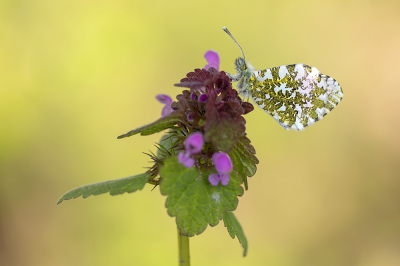 <i class='fa fa-user'></i>&nbsp;Tom&nbsp;|  Oranjetipje&nbsp; <i class='fa fa-eye'>&nbsp;71</i> &nbsp;<i class='fa fa-thumbs-up'>&nbsp;7</i> &nbsp; <i class='fa fa-comment-o'>&nbsp;2</i>