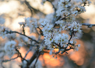 <i class='fa fa-user'></i>&nbsp;koekieman&nbsp;|  Sleedoorn&nbsp; <i class='fa fa-eye'>&nbsp;53</i> &nbsp;<i class='fa fa-thumbs-up'>&nbsp;2</i> &nbsp; <i class='fa fa-comment-o'>&nbsp;4</i>