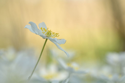 <i class='fa fa-user'></i>&nbsp;mauritskoenen48&nbsp;|  Bosanemoon&nbsp; <i class='fa fa-eye'>&nbsp;48</i> &nbsp; <i class='fa fa-comment-o'>&nbsp;4</i>