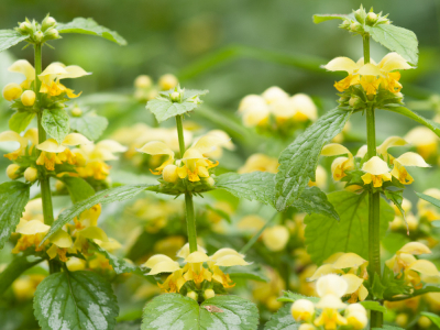 <i class='fa fa-user'></i>&nbsp;susan meijnders&nbsp;|  Gele Dovenetel&nbsp; <i class='fa fa-eye'>&nbsp;53</i> &nbsp; <i class='fa fa-comment-o'>&nbsp;3</i>