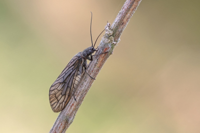 <i class='fa fa-user'></i>&nbsp;Johan van Gurp&nbsp;|  Slijkvlieg&nbsp; <i class='fa fa-eye'>&nbsp;52</i> &nbsp;<i class='fa fa-thumbs-up'>&nbsp;2</i> &nbsp; <i class='fa fa-comment-o'>&nbsp;5</i>