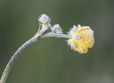 <i class='fa fa-user'></i>&nbsp;Paul Vandebroek&nbsp;|  Scherpe Boterbloem&nbsp; <i class='fa fa-eye'>&nbsp;59</i> &nbsp;<i class='fa fa-thumbs-up'>&nbsp;3</i> &nbsp; <i class='fa fa-comment-o'>&nbsp;4</i>