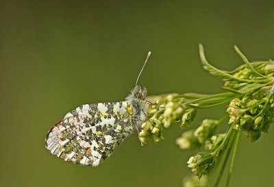 <i class='fa fa-user'></i>&nbsp;Cor&nbsp;|  Oranjetipje&nbsp; <i class='fa fa-eye'>&nbsp;72</i> &nbsp;<i class='fa fa-thumbs-up'>&nbsp;9</i> &nbsp; <i class='fa fa-comment-o'>&nbsp;9</i>