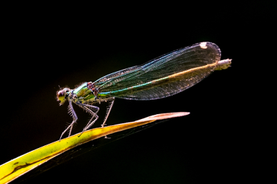 <i class='fa fa-user'></i>&nbsp;John_Jak&nbsp;|  Iberische Beekjuffer&nbsp; <i class='fa fa-eye'>&nbsp;61</i> &nbsp;<i class='fa fa-thumbs-up'>&nbsp;1</i> &nbsp; <i class='fa fa-comment-o'>&nbsp;0</i>