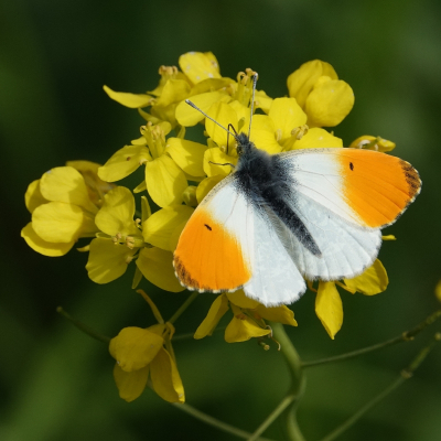 <i class='fa fa-user'></i>&nbsp;ko katsman&nbsp;|  Oranjetipje&nbsp; <i class='fa fa-eye'>&nbsp;93</i> &nbsp;<i class='fa fa-thumbs-up'>&nbsp;5</i> &nbsp; <i class='fa fa-comment-o'>&nbsp;2</i>