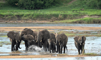 <i class='fa fa-user'></i>&nbsp;Eric Gibcus&nbsp;|  Afrikaanse Olifant&nbsp; <i class='fa fa-eye'>&nbsp;90</i> &nbsp;<i class='fa fa-thumbs-up'>&nbsp;7</i> &nbsp; <i class='fa fa-comment-o'>&nbsp;2</i>