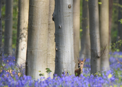 <i class='fa fa-user'></i>&nbsp;robert-jan&nbsp;|  Ree&nbsp; <i class='fa fa-eye'>&nbsp;143</i> &nbsp;<i class='fa fa-thumbs-up'>&nbsp;8</i> &nbsp; <i class='fa fa-comment-o'>&nbsp;6</i>