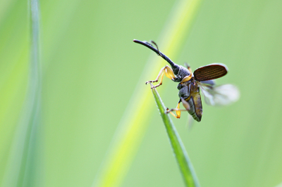 <i class='fa fa-user'></i>&nbsp;Pieter  LJ&nbsp;|  Stokroossnuitkever&nbsp; <i class='fa fa-eye'>&nbsp;114</i> &nbsp;<i class='fa fa-thumbs-up'>&nbsp;6</i> &nbsp; <i class='fa fa-comment-o'>&nbsp;4</i>