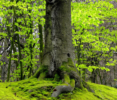 <i class='fa fa-user'></i>&nbsp;B.M.Schouten-Ruis&nbsp;|  Landgoed Clingendael&nbsp; <i class='fa fa-eye'>&nbsp;95</i> &nbsp;<i class='fa fa-thumbs-up'>&nbsp;1</i> &nbsp; <i class='fa fa-comment-o'>&nbsp;6</i>