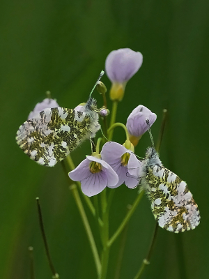 <i class='fa fa-user'></i>&nbsp;David Ruijs&nbsp;|  Oranjetipje&nbsp; <i class='fa fa-eye'>&nbsp;79</i> &nbsp;<i class='fa fa-thumbs-up'>&nbsp;4</i> &nbsp; <i class='fa fa-comment-o'>&nbsp;3</i>