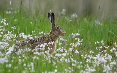 Ik zag hem ineens bij een dijk lopen en hij draaide zich om en verdween maar kwam toen via een andere weg mijn kant op.  Hij koos ervoor om dwars door een bloemenweide te lopen en dat was een goed idee voor een leuke foto.