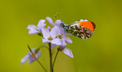 <i class='fa fa-user'></i>&nbsp;David&nbsp;|  Oranjetipje&nbsp; <i class='fa fa-eye'>&nbsp;97</i> &nbsp;<i class='fa fa-thumbs-up'>&nbsp;7</i> &nbsp; <i class='fa fa-comment-o'>&nbsp;5</i>