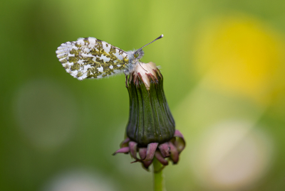 <i class='fa fa-user'></i>&nbsp;David&nbsp;|  Oranjetipje&nbsp; <i class='fa fa-eye'>&nbsp;77</i> &nbsp;<i class='fa fa-thumbs-up'>&nbsp;6</i> &nbsp; <i class='fa fa-comment-o'>&nbsp;6</i>