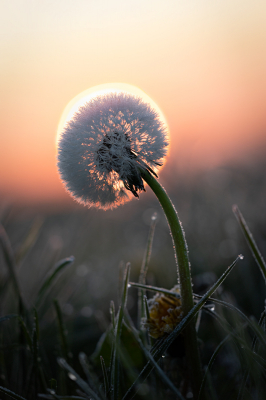 <i class='fa fa-user'></i>&nbsp;Reinier van den Born&nbsp;|  Paardenbloem&nbsp; <i class='fa fa-eye'>&nbsp;89</i> &nbsp;<i class='fa fa-thumbs-up'>&nbsp;6</i> &nbsp; <i class='fa fa-comment-o'>&nbsp;6</i>