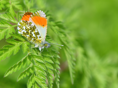 <i class='fa fa-user'></i>&nbsp;josephine&nbsp;|  Oranjetipje&nbsp; <i class='fa fa-eye'>&nbsp;90</i> &nbsp;<i class='fa fa-thumbs-up'>&nbsp;3</i> &nbsp; <i class='fa fa-comment-o'>&nbsp;6</i>