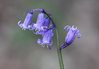 <i class='fa fa-user'></i>&nbsp;Paul Vandebroek&nbsp;|  Wilde Hyacint&nbsp; <i class='fa fa-eye'>&nbsp;79</i> &nbsp;<i class='fa fa-thumbs-up'>&nbsp;2</i> &nbsp; <i class='fa fa-comment-o'>&nbsp;7</i>