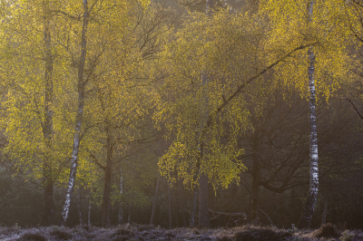 <i class='fa fa-user'></i>&nbsp;ErnovanDoorn&nbsp;|  Berken&nbsp; <i class='fa fa-eye'>&nbsp;113</i> &nbsp;<i class='fa fa-thumbs-up'>&nbsp;8</i> &nbsp; <i class='fa fa-comment-o'>&nbsp;11</i>