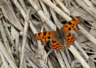 <i class='fa fa-user'></i>&nbsp;Ad Sprang&nbsp;|  Gehakkelde Aurelia&nbsp; <i class='fa fa-eye'>&nbsp;75</i> &nbsp;<i class='fa fa-thumbs-up'>&nbsp;6</i> &nbsp; <i class='fa fa-comment-o'>&nbsp;8</i>